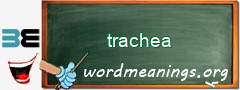 WordMeaning blackboard for trachea